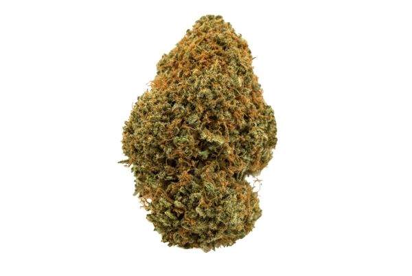 Girl Scout Cookies Cannabis Strain