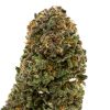 Violet-Fever Cannabis Strain