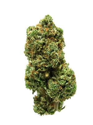 BC-Exotics Sunrise Papaya Cannabis Strain