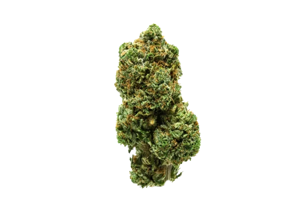 BC-Exotics Sunrise Papaya Cannabis Strain