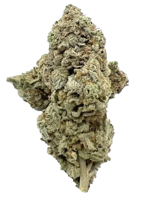 Gorilla Glue 1 by BC Exotics - AAA Grade
