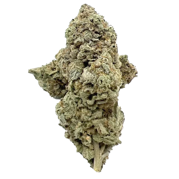 Gorilla Glue 1 by BC Exotics - AAA Grade